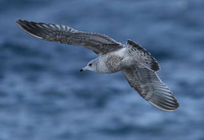 Kamchatka Gull / Fiskmås (Larus canus kamtschatschensis)