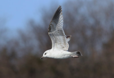 Kamchatka Gull / Fiskmås (Larus canus kamtschatschensis)