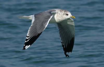 Kamchatka Gull / Fiskmås (Larus canus kamtschatschensis)