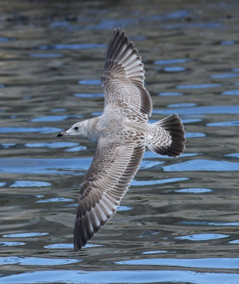 Kamchatka Gull / Fiskmås (Larus canus kamtschatschensis)