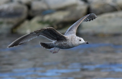 Kamchatka Gull / Fiskmås (Larus canus kamtschatschensis)