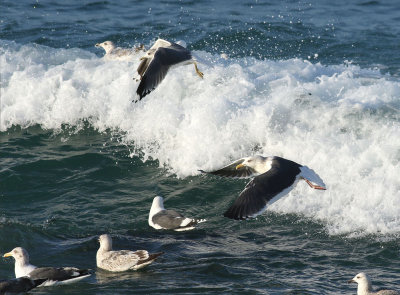 Kamchatka Gull / Fiskmås (Larus canus kamtschatschensis)