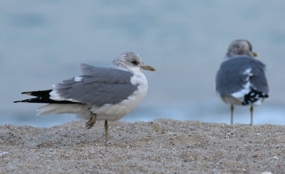 Kamchatka Gull / Fiskmås (Larus canus kamtschatschensis)