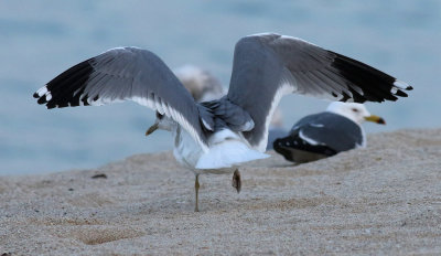 Kamchatka Gull / Fiskmås (Larus canus kamtschatschensis)