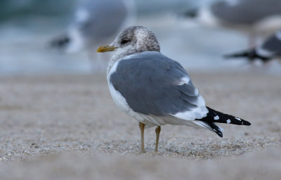 Kamchatka Gull / Fiskmås (Larus canus kamtschatschensis)