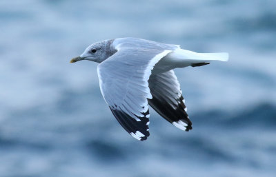 Kamchatka Gull / Fiskmås (Larus canus kamtschatschensis)