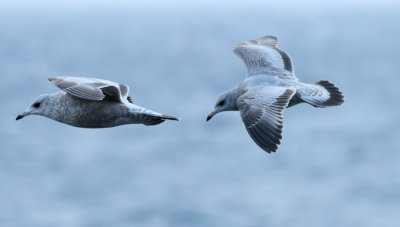 Kamchatka Gull / Fiskmås (Larus canus kamtschatschensis)