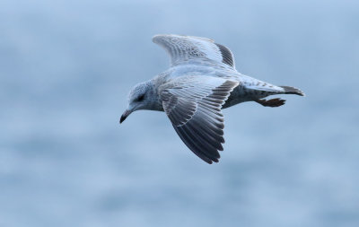 Kamchatka Gull / Fiskmås (Larus canus kamtschatschensis)