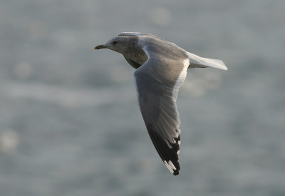 Kamchatka Gull / Fiskmås (Larus canus kamtschatschensis)