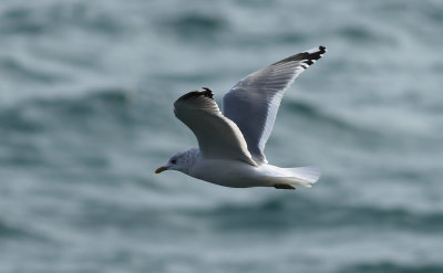 Kamchatka Gull / Fiskmås (Larus canus kamtschatschensis)