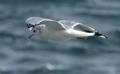 Kamchatka Gull / Fiskmås (Larus canus kamtschatschensis)