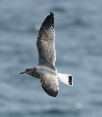 Kamchatka Gull / Fiskmås (Larus canus kamtschatschensis)