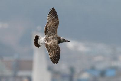 Kamchatka Gull / Fiskmås (Larus canus kamtschatschensis)