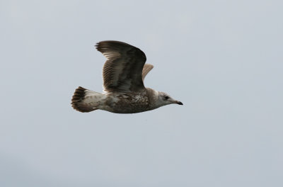 Kamchatka Gull / Fiskmås (Larus canus kamtschatschensis)