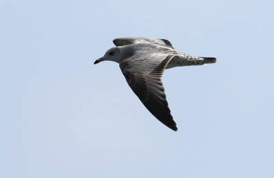 Kamchatka Gull / Fiskmås (Larus canus kamtschatschensis)