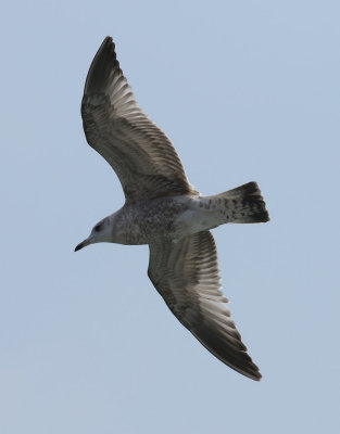 Kamchatka Gull / Fiskmås (Larus canus kamtschatschensis)