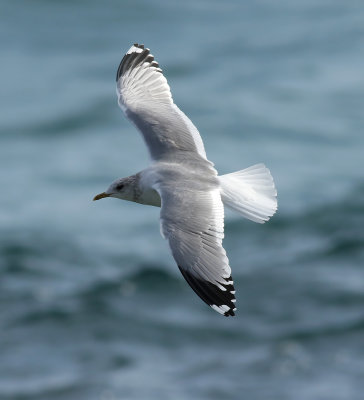 Kamchatka Gull / Fiskmås (Larus canus kamtschatschensis)