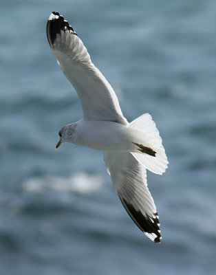 Kamchatka Gull / Fiskmås (Larus canus kamtschatschensis)