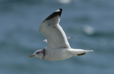 Kamchatka Gull / Fiskmås (Larus canus kamtschatschensis)