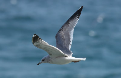 Kamchatka Gull / Fiskmås (Larus canus kamtschatschensis)