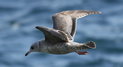 Kamchatka Gull / Fiskmås (Larus canus kamtschatschensis)