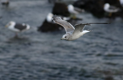 Kamchatka Gull / Fiskmås (Larus canus kamtschatschensis)