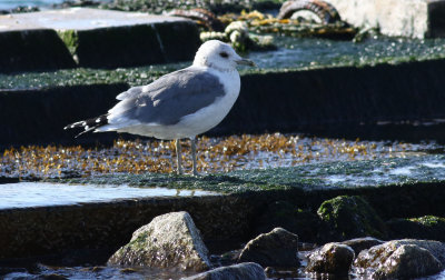 Kamchatka Gull / Fiskmås (Larus canus kamtschatschensis)