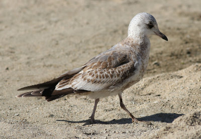 Kamchatka Gull / Fiskmås (Larus canus kamtschatschensis)