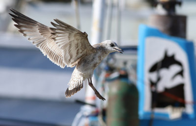 Kamchatka Gull / Fiskmås (Larus canus kamtschatschensis)