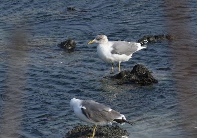 Kamchatka Gull / Fiskmås (Larus canus kamtschatschensis)