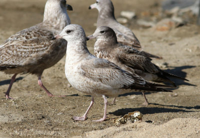 Kamchatka Gull / Fiskmås (Larus canus kamtschatschensis)