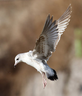 Kamchatka Gull / Fiskmås (Larus canus kamtschatschensis)