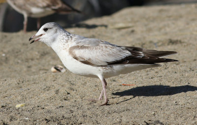 Kamchatka Gull / Fiskmås (Larus canus kamtschatschensis)