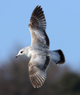 Kamchatka Gull / Fiskmås (Larus canus kamtschatschensis)