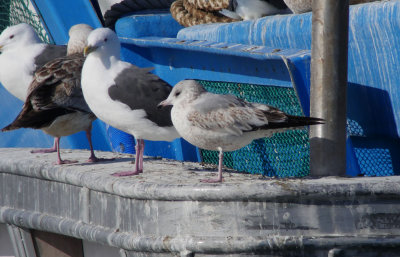 Kamchatka Gull / Fiskmås (Larus canus kamtschatschensis)