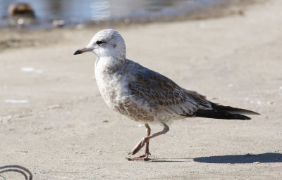 Kamchatka Gull / Fiskmås (Larus canus kamtschatschensis)