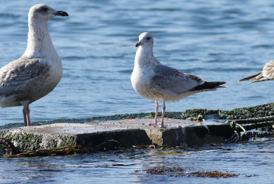 Kamchatka Gull / Fiskmås (Larus canus kamtschatschensis)