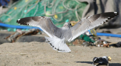 Kamchatka Gull / Fiskmås (Larus canus kamtschatschensis)