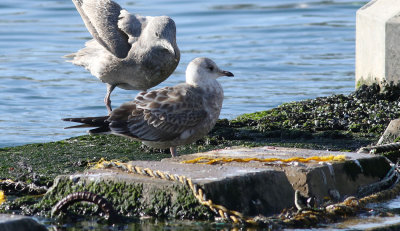 Kamchatka Gull / Fiskmås (Larus canus kamtschatschensis)