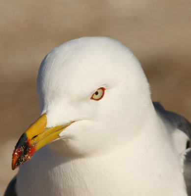 Black-tailed Gull (Larus crassirostris)