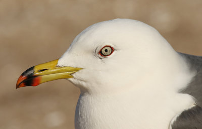 Black-tailed Gull / Svartstjärtad mås (Larus crassirostris)
