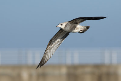 Kamchatka Gull / Fiskmås (Larus canus kamtschatschensis)