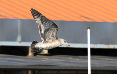 Kamchatka Gull / Fiskmås (Larus canus kamtschatschensis)