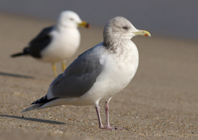 Thayer's Gull / Thayertrut (Larus thayeri)