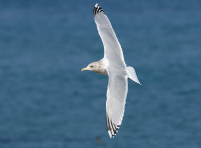 Thayer's Gull / Thayertrut (Larus thayeri)