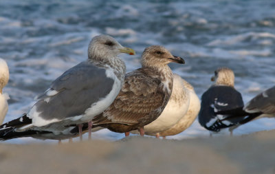 Slaty-backed Gull / Western Gull  / American Herring Gull 