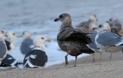 Slaty-backed Gull / Western Gull  / American Herring Gull 