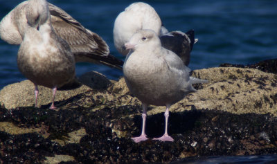Glaucous Gull / Vittrut (Larus hyperboreus pallidissimus)