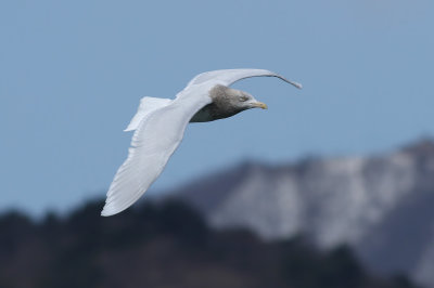 Glaucous Gull / Vittrut (Larus hyperboreus pallidissimus)