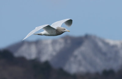 Glaucous Gull / Vittrut (Larus hyperboreus pallidissimus)